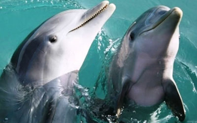 Memorial Day Weekend | Destin Dolphin & Crab Island Cruises