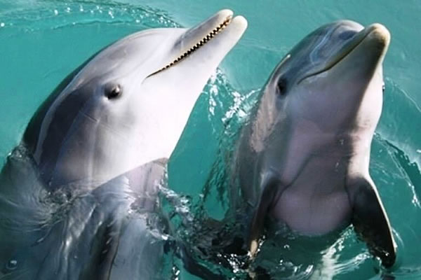 dolphin cruise destin fl