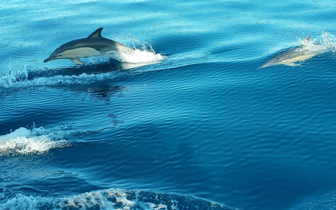 dolphin cruise destin fl banner