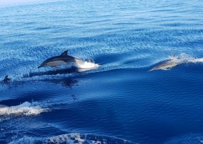 destin dolphin cruises web large