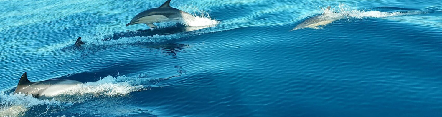 Dolphin Cruises